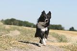 BORDER COLLIE 140